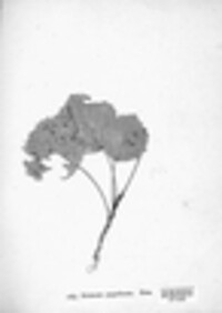 Erineum populinum image